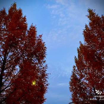 奈良市の画像 by tamagomen. nara.1964さん | お出かけ先と植物観察日記とメタセコイアの木とiPhone11ProMaxと気温5℃と奈良市と公園と奈良県と自然観察日記と快晴