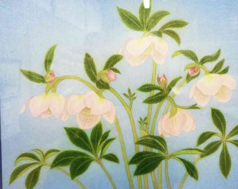 色鉛筆画 クリスマスローズ