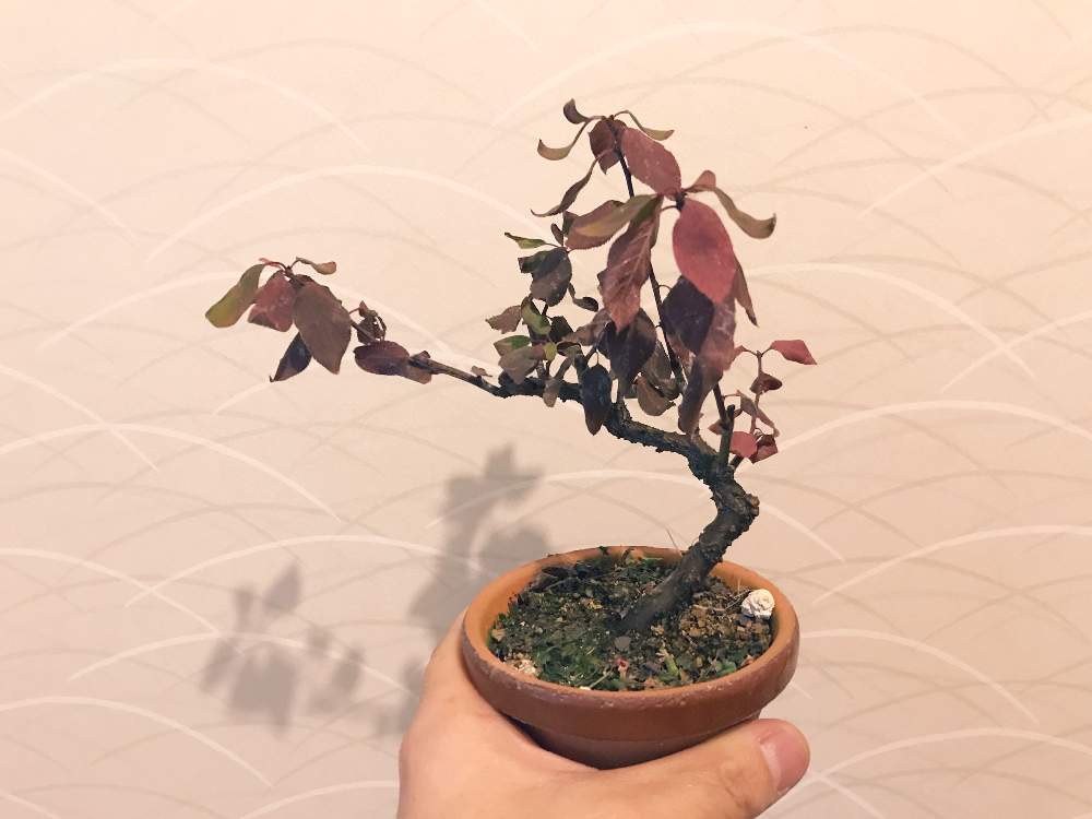 スモモの投稿画像 By たし 根っこで水耕栽培さん 植物男子と植中毒とミニ盆栽と盆栽初心者と盆栽と休眠 19月12月4日 Greensnap グリーンスナップ