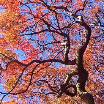 新宿御苑 大木戸門の投稿画像一覧 Greensnap グリーンスナップ