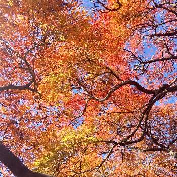 新宿御苑 大木戸門の投稿画像一覧 Greensnap グリーンスナップ