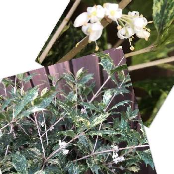 斑入りヒイラギ の投稿画像一覧 Greensnap グリーンスナップ