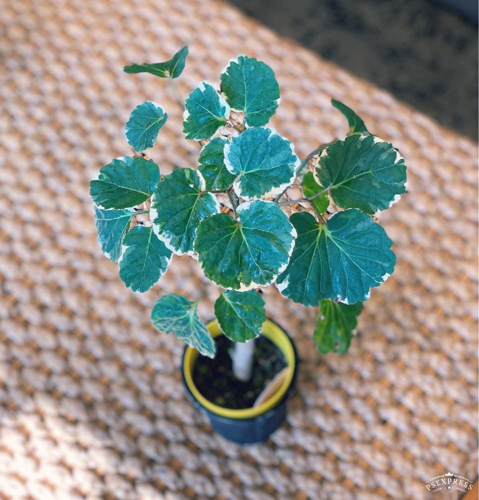 ジブリの投稿画像 By Luidaさん ルイーダと観葉植物 とボタニカルライフとグリーンのある暮らしとグリーン グリーン グリーン と室内組とコワーキングスペースと癒しと植物園とナウシカとbotanical Lifeと鉢植えとジャングル化計画とかわいいといやされるとgreen Up と