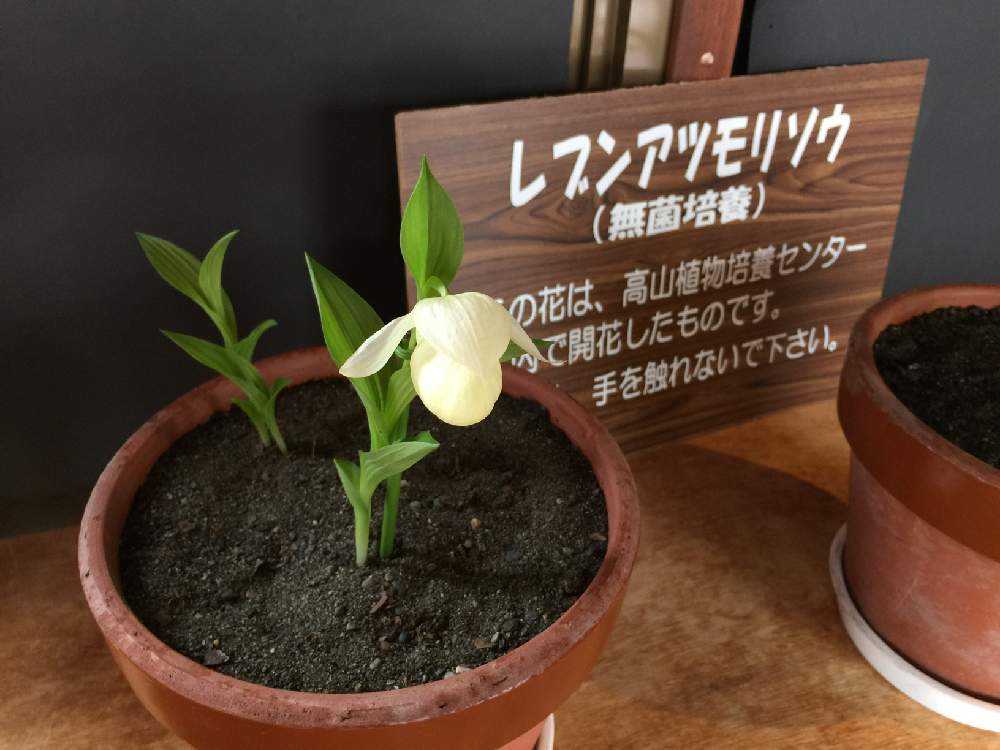 専用 レブンアツモリソウ花1芽 葉芽3 専用 レブンアツモリソウ花1芽 葉芽3