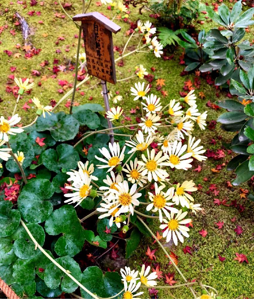 ツワブキの投稿画像 By みどりんさん 日本庭園と秋の花 19月12月4日 Greensnap グリーンスナップ