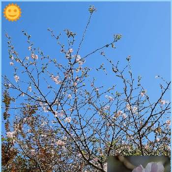サクラ　アーコレードの画像 by ringoさん | お出かけ先とサクラ　アーコレードと植物園と青空と秋晴れ，サクラ