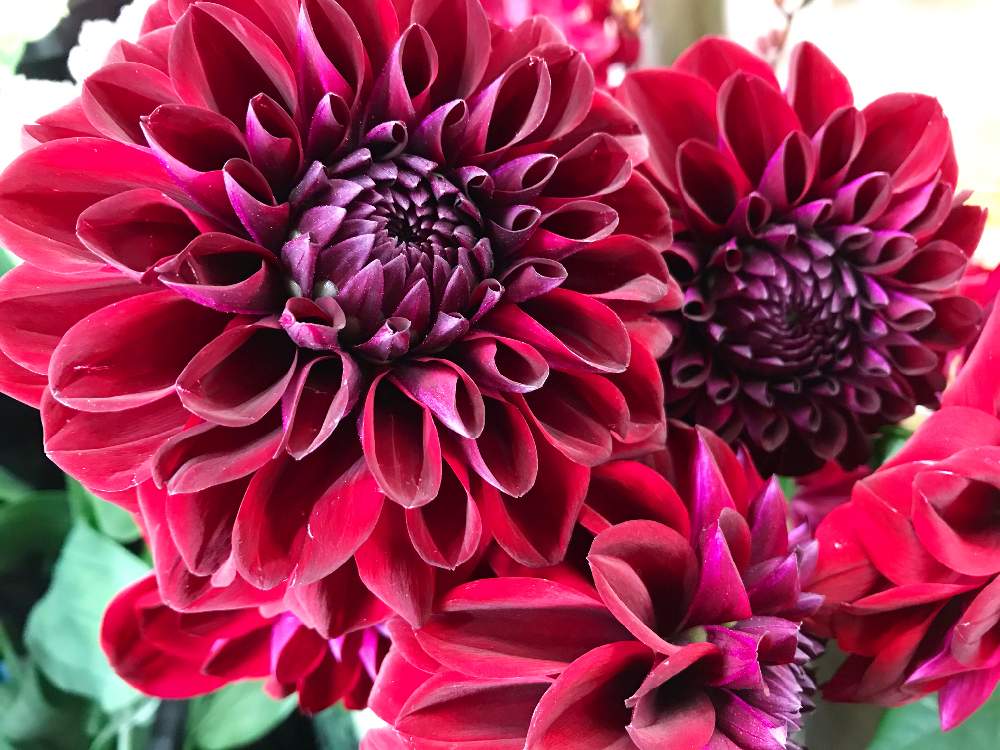 ダリア ジェシーリタの投稿画像 By アトリエkさん 花材とatelierkとアトリエケイと淀屋橋花屋と花のある暮らしとアトリエkとダリア とお花屋 さんと花材とatelierkとアトリエケイと淀屋橋花屋と花のある暮らしとアトリエkとダリア とお花屋さん 19月12月4日