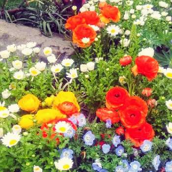 会えて幸せの画像 by ☆ゆうこ☆さん | お出かけ先とラナンキュラスとネモフィラと元気いっぱいと楽しい気分♪と花壇の花と会えて幸せと今日のお花と会えて嬉しいと可愛い〜♡と花のある暮らし