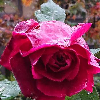 夕方のバラの画像 by 山ちゃんさん | バラ ミスターリンカーンと強香と夕方のバラと今夜の 一枚と鉢植えと花のある暮らしと我が家のバラ