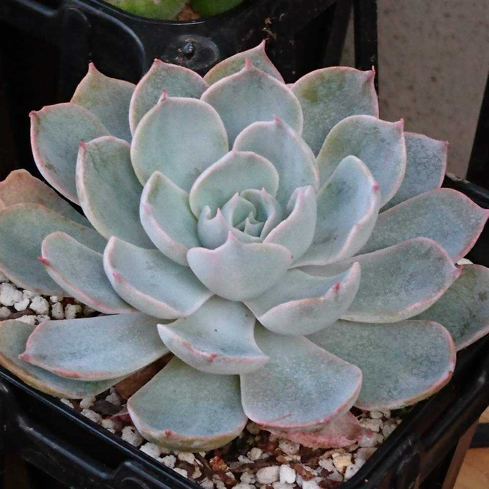 096 サブセシリスの生長記録 2022.05.22更新｜🍀GreenSnap（グリーン