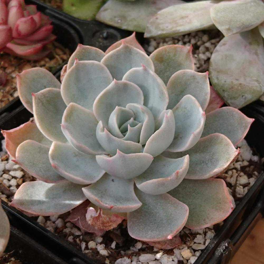 多肉植物　サブセシリス　C ☆サブセシリス 多肉植物 自家栽培 国産 多肉植物 美✴︎taniku