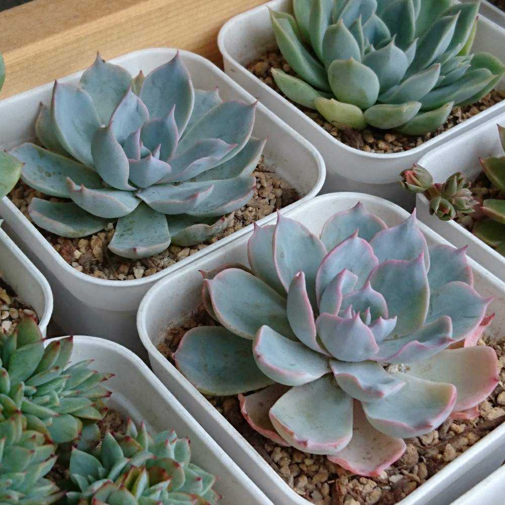 096 サブセシリスの生長記録 2022.05.22更新｜🍀GreenSnap（グリーン