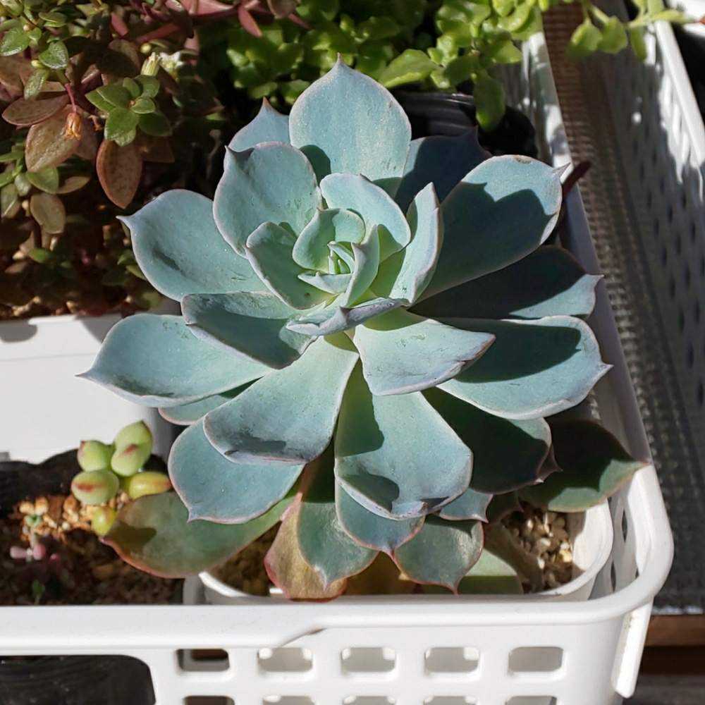 多肉植物　サブセシリス　C ☆サブセシリス 多肉植物 自家栽培 国産 多肉植物 美✴︎taniku