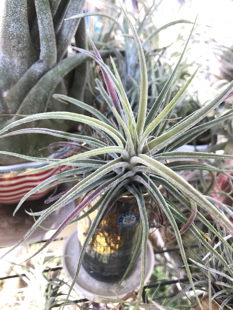 プルイノーサ ベルティナの投稿画像 By Beeさん チランジア クランプとエアープランツ とチランジア交配種とクランプとチランジア プルイノーサとｔ ベルティナとプルイノーサベルティナとチランジアの花とエアプランツとエアープランツ チランジア 19月12月4日