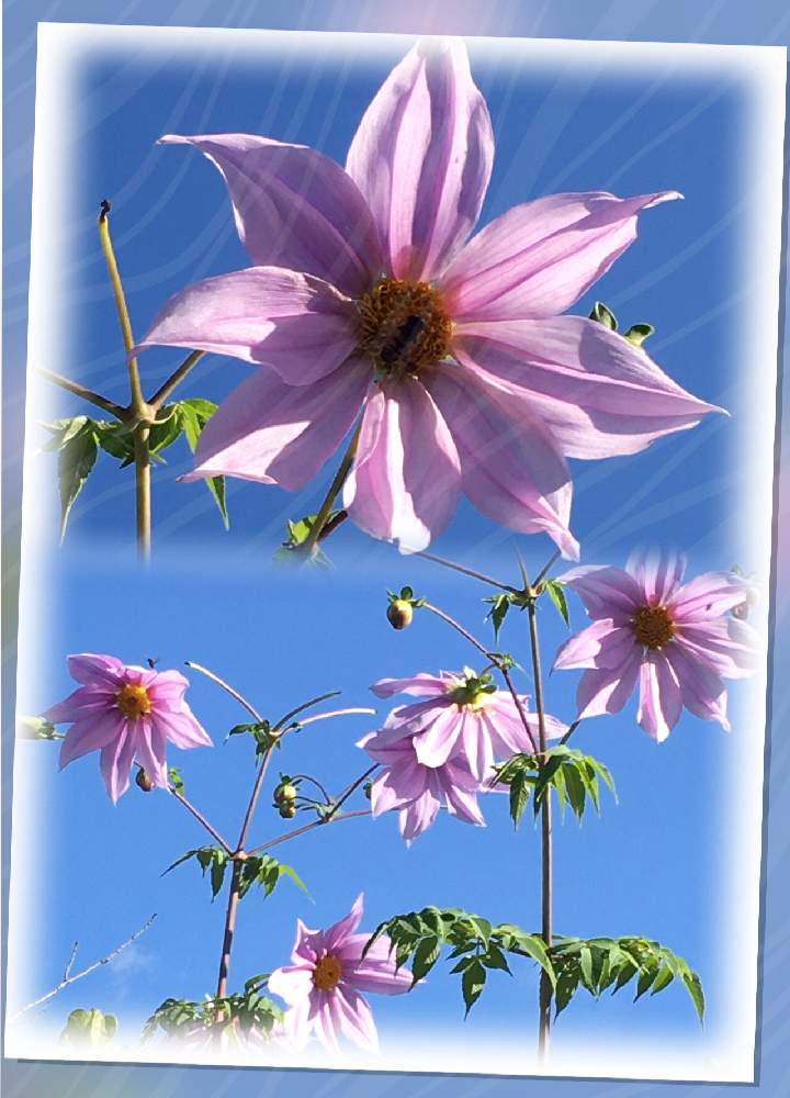 皇帝ダリアの投稿画像 By 三毛猫さん 大きな花と花のある暮らしとピンクが綺麗と背が高い花と広い庭と大きな花と花のある暮らしとピンクが綺麗と背が高い花 19月12月4日 Greensnap グリーンスナップ Greensnap グリーンスナップ