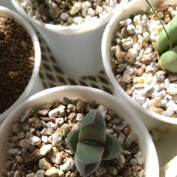 魔玉の投稿画像一覧 Greensnap グリーンスナップ