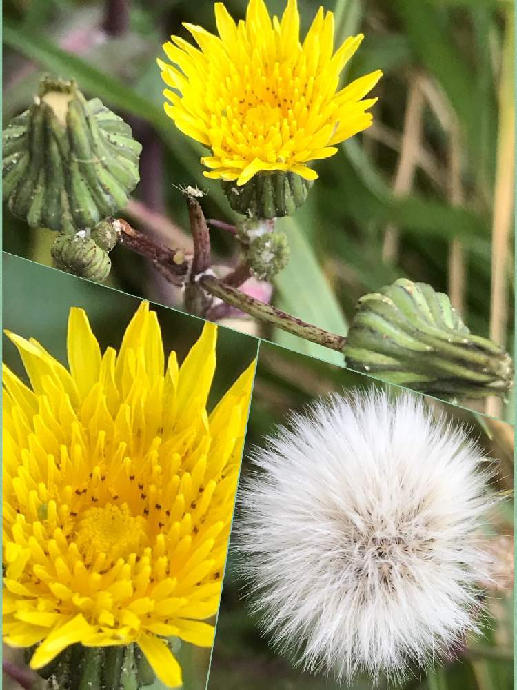 ノゲシの投稿画像 By ひめだかさん お出かけ先と白い綿毛と野草と日光好きと花期長いと耐暑性と越年草とキク科と地植えと散歩中と白い綿毛と野草と日光好きと花期長いと耐暑性と越年草とキク科と地植えと散歩中 19月12月4日 Greensnap グリーンスナップ