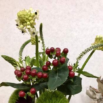 嬉しいサプライズの画像 by watacoさん | 部屋とヒペリカムとベロニカとテマリソウとチョコレートコスモスとオオニソガラムといつもありがとうございますと本日のお花とニョキニョキ系と物欲さんと花のある暮らしと嬉しいサプライズ