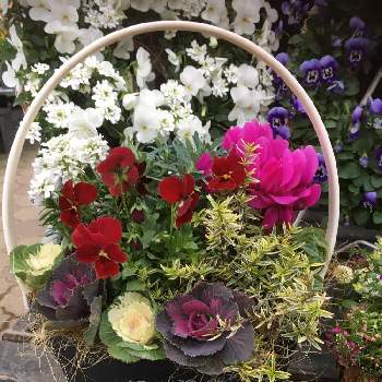 葉牡丹アレンジの投稿画像一覧 Greensnap グリーンスナップ