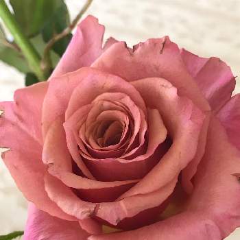 バラ 切花品種の画像 by vogel ②さん | シルバーマジックとケニアの薔薇とばら バラ 薔薇とバラ 切花品種