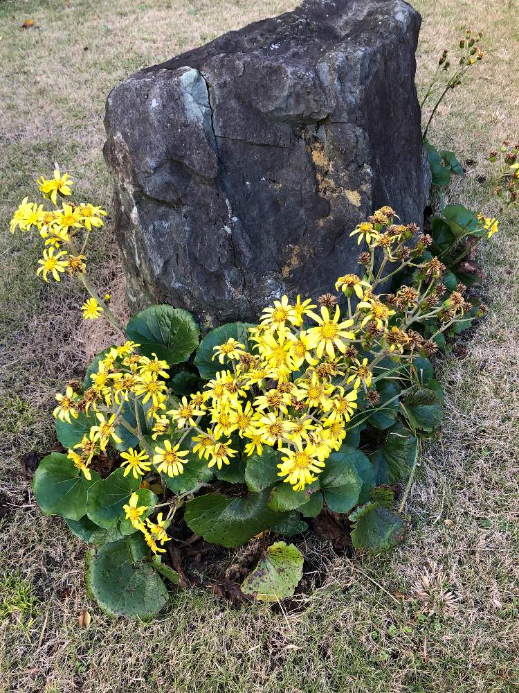 ツワブキの投稿画像 By ハメドさん Leopard Plant 英名 とツワブキ属と初冬の季語とfarfugium Japonicum と石蕗の花 つわのはな とキク科と常緑多年草とツワブキ 石蕗 和名 19月12月5日 Greensnap グリーンスナップ