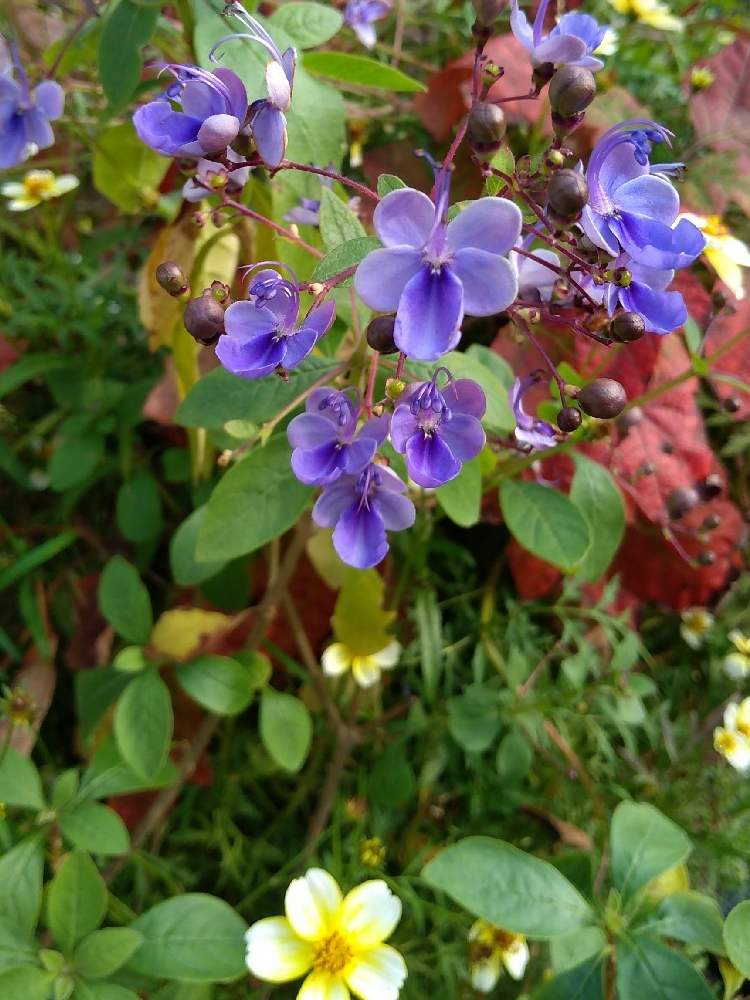 ブルーバタフライの投稿画像 By Hanabiraさん 庭の花と季節の花と鉢植えと花のある暮らしと挿し芽から育てる 19月12月 5日 Greensnap グリーンスナップ