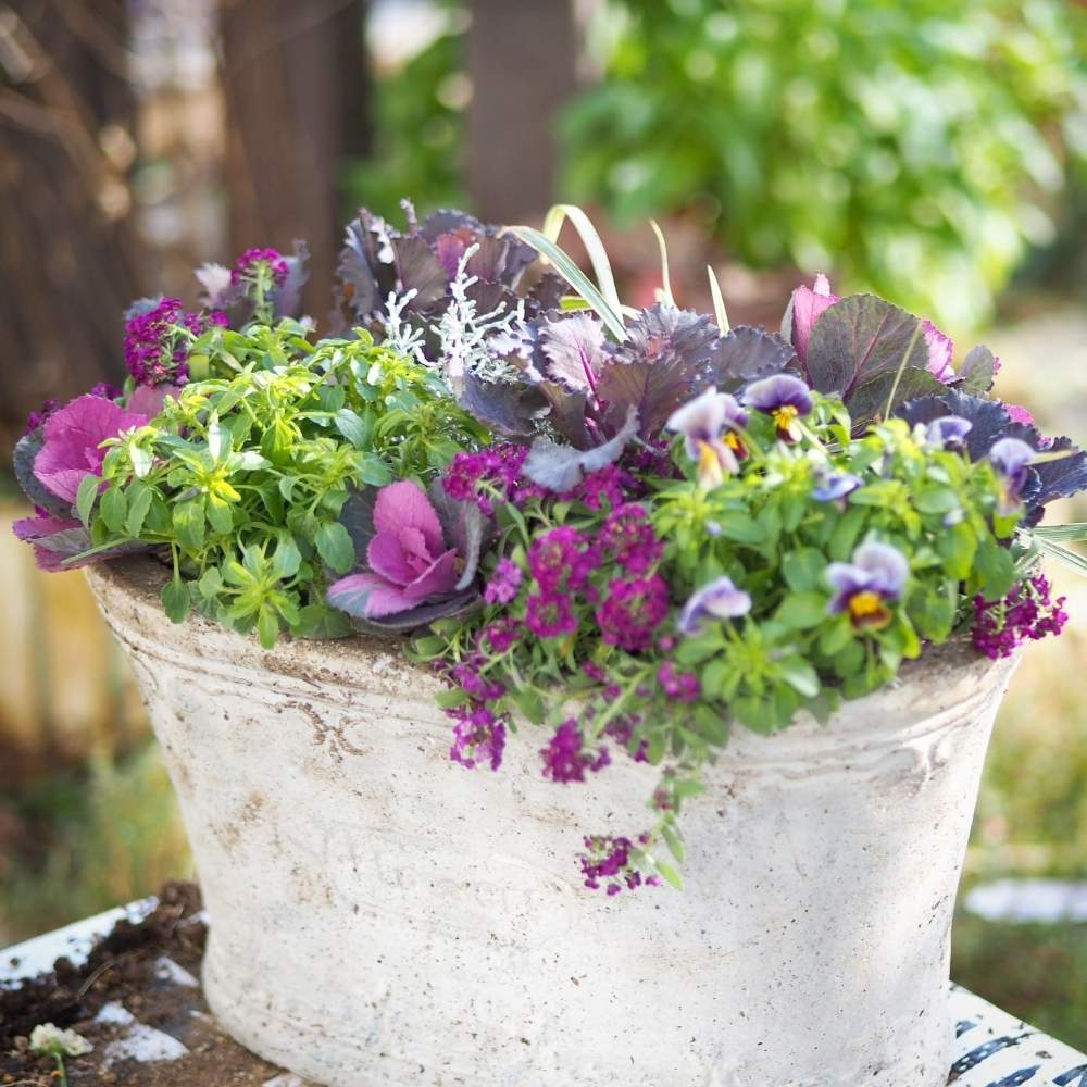 寄せ植えの投稿画像 By Ougさん 花のある暮らしとjunk Sweet Garden Tef Tef と冬の寄せ植えフォトコンテストとフロステッドチョコレートとビオラ フロステッドチョコレートと小さな庭と寄せ植えと花のある暮らしとjunk Sweet Garden Tef Tef と冬の寄せ植えフォト