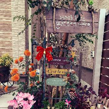寒くなってきた⭐の画像 by Rie....Aさん | 小さな庭とガーデンシクラメンとジュリアンとポンポンマムと花のある暮らしと寒くなってきた⭐ともうすぐクリスマス❤️と冬の寄せ植えフォトコンテスト