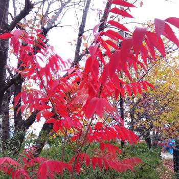 ハゼの木の画像 by じゅんさん | お出かけ先と自然美と真っ赤な紅葉と素敵な紅葉♡とハゼの木