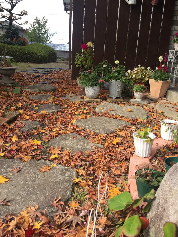 うちの庭の投稿画像 By クッキーママさん 落ち葉の絨毯と我が家のお庭の紅葉フォトコンと花に癒されると花のある暮らしとモミジの紅葉 19月12月5日 Greensnap グリーンスナップ