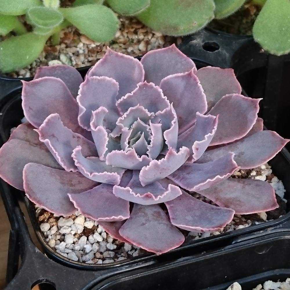 エケベリア ピンクエッジ（抜き苗） | 多肉植物のネットショップ ST