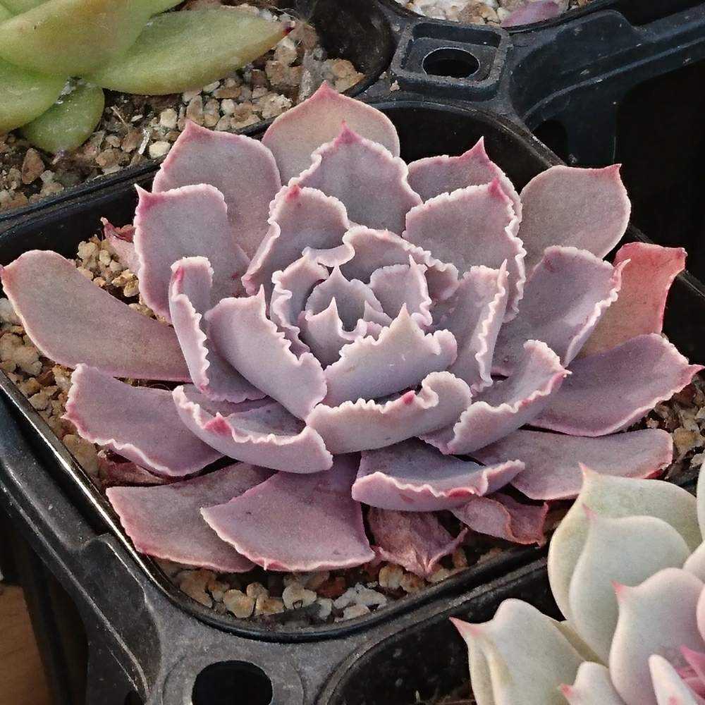 097 ピンクフリルの生長記録 Vol.1 2022.03.21結｜🍀GreenSnap