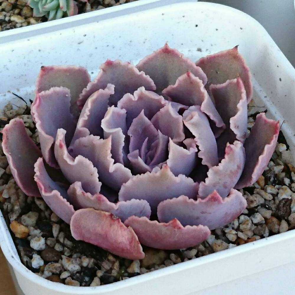 097 ピンクフリルの生長記録 Vol.1 2022.03.21結｜🍀GreenSnap