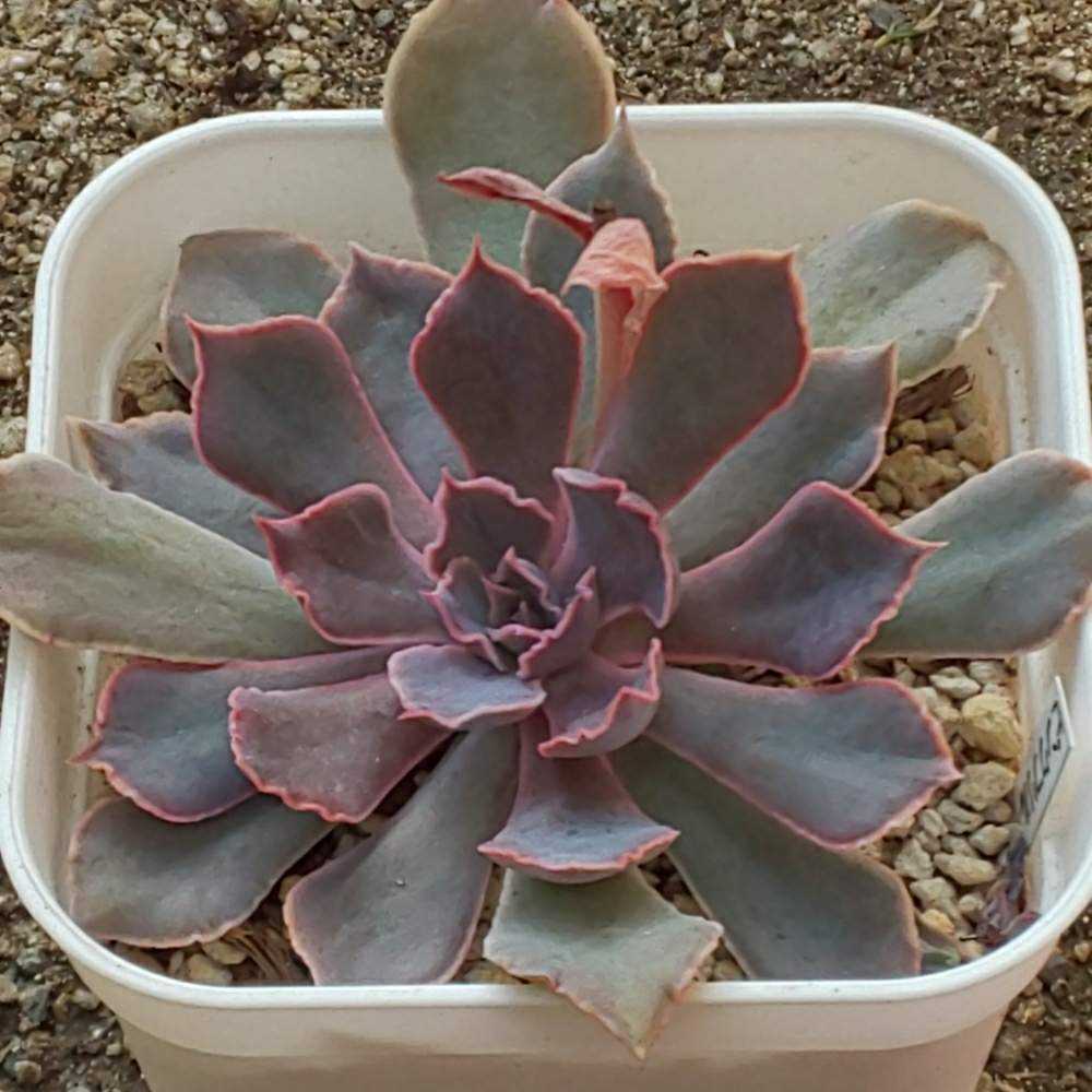 097 ピンクフリルの生長記録 Vol.1 2022.03.21結｜🍀GreenSnap