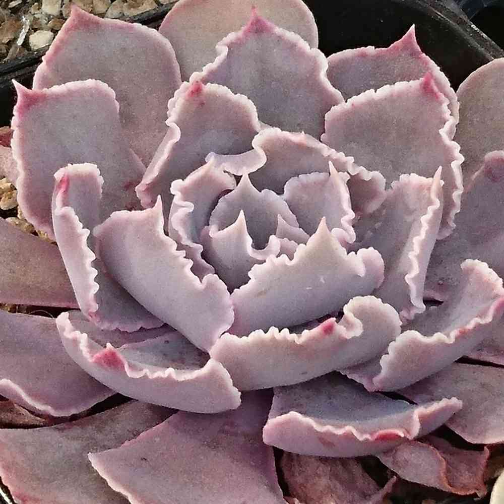 今だけ！イベリアエルモサ　鮮やかなピンクに白＆ランダム水玉のマチとフリルで豪華！ リサマリ フェリーチェ カップ付き マキシワンピース ランジェリー