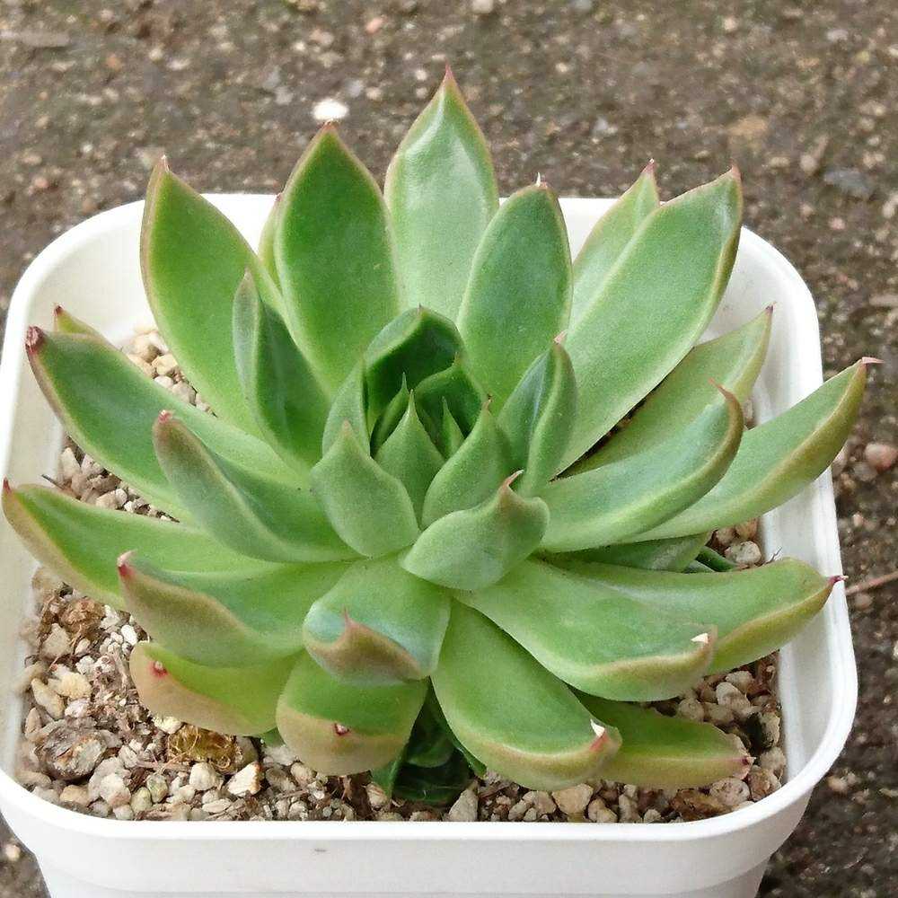 098 プリリンゼアナ①の生長記録 Vol.1 2022.01.04結｜🍀GreenSnap