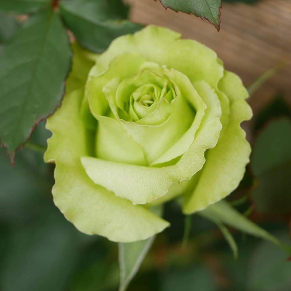 薔薇 スーパーグリーンの投稿画像 By 花の首飾りさん ばらとバラ スーパーグリーン と小さな庭と 単焦点レンズ フォトコンと庭の花と緑の花と可愛い花とgs映えとグリーンの花と花のある暮らしとかわいいと 単焦点レンズ フォトコンと庭の花と緑の花と可愛い花とgs