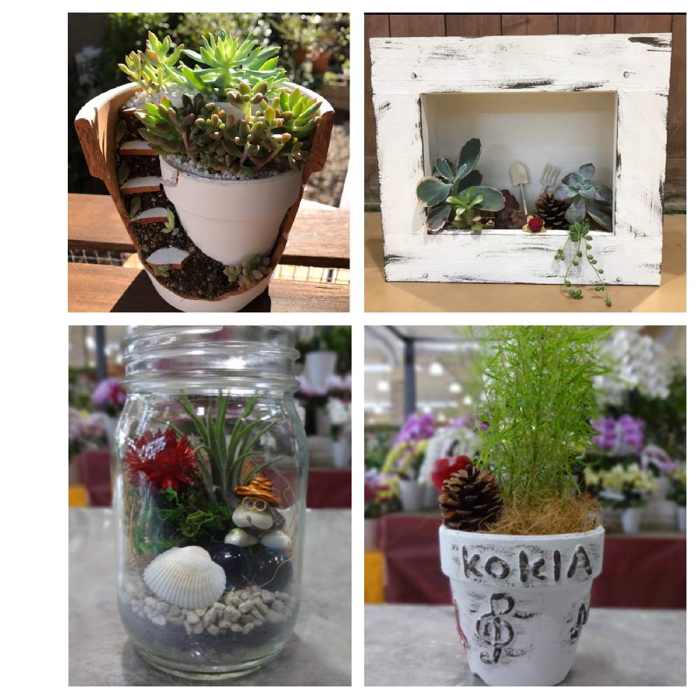 多肉植物の投稿画像 By Keiponさん カインズ青梅インター店とエアープランツ とイベントとgs映えとgs日和と緑のある暮らしとカインズと多肉女子とgreensnapmarcheと園芸イベントと花のある暮らしとgreen Up とカインズホームと多肉植物とカインズ青梅インター店とエアー 多肉植物の投稿画像 By Keiponさん カインズ青梅インター店とエアープランツ とイベントとgs映えとgs日和と緑のある暮らしとカインズと多肉女子とgreensnapmarcheと園芸イベントと花のある暮らしとgreen Up とカインズホームと多肉植物とカインズ青梅インター店とエアー