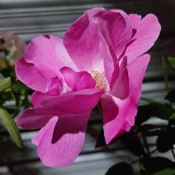 バラ鉢栽培の画像 by raizouさん | バラとバラ鉢栽培と雷蔵君ちの薔薇
