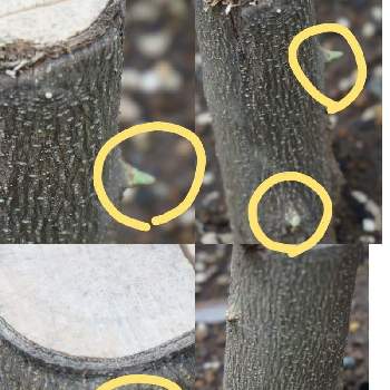 太木挿しの投稿画像一覧 Greensnap グリーンスナップ