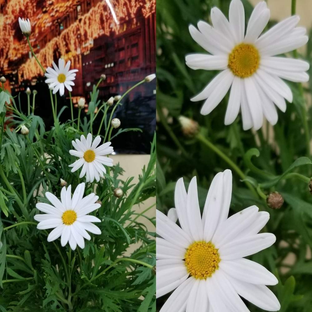 マーガレットの投稿画像 By りょうたんさんさん 19月12月6日 Greensnap グリーンスナップ