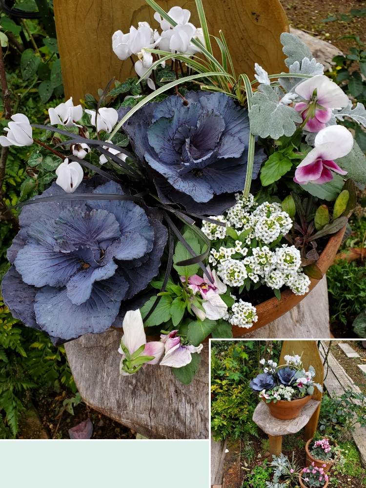 花のある暮らしの投稿画像 By フルリルさん 春の花壇と家裏のバラ庭 19月12月6日 Greensnap グリーンスナップ