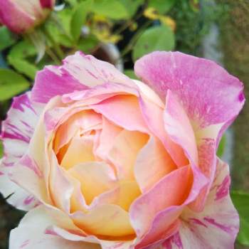 クロード モネ 薔薇の投稿画像一覧 Greensnap グリーンスナップ