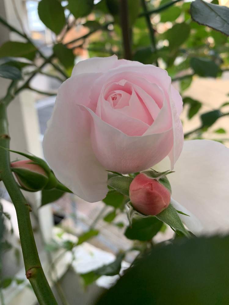 バラ ローズドゥグランヴィルの投稿画像 By としさん 19月12月6日 Greensnap グリーンスナップ