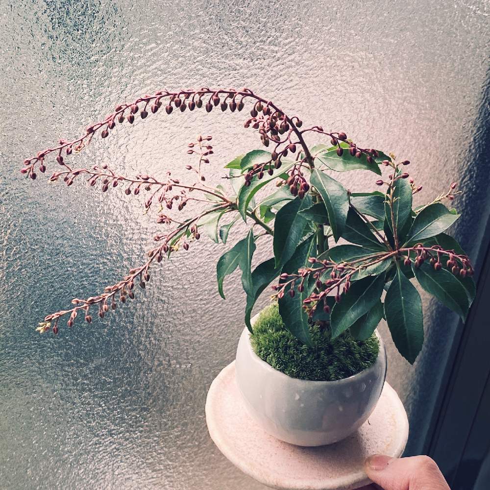 アセビの投稿画像 By よなかさん 植中毒とミニ盆栽と盆栽初心者と石木花と盆栽 19月12月6日 Greensnap グリーンスナップ