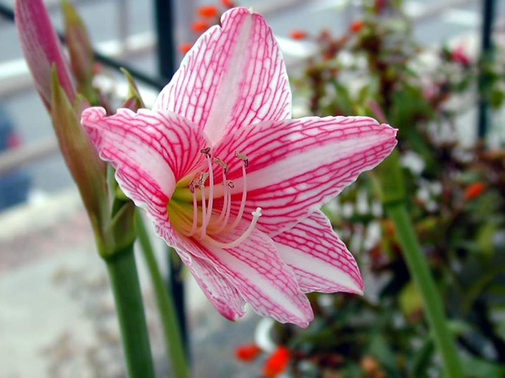 シロスジアマリリスの投稿画像 By Hiroshiさん アマリリスと今日の花と秋の花と花のある暮らしと冬の花とピンクの花 19月12月6日 Greensnap グリーンスナップ