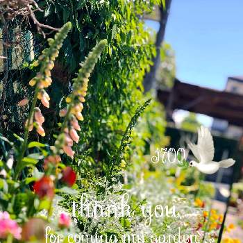 ダスティーミラー白妙菊の画像 by イングリッシュガーデンさん | 小さな庭とジギタリスとフジと薔薇とストロベリートーチと花菱草と西洋オダマキとダスティーミラー白妙菊と『単焦点レンズ』フォトコンとかわいい♡とGS映えとGSのみなさんに感謝♡と綺麗なお花とお庭の植物とLUMIX DMC－L10と可愛いと花のある暮らしとかわいいな♡と色合いがキレイと今日のお花