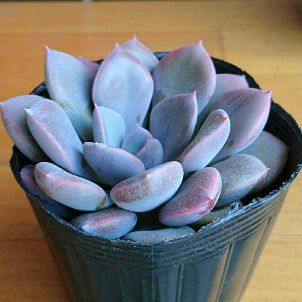 101 デビーの生長記録 Vol.1 2022.03.19結｜🍀GreenSnap（グリーン