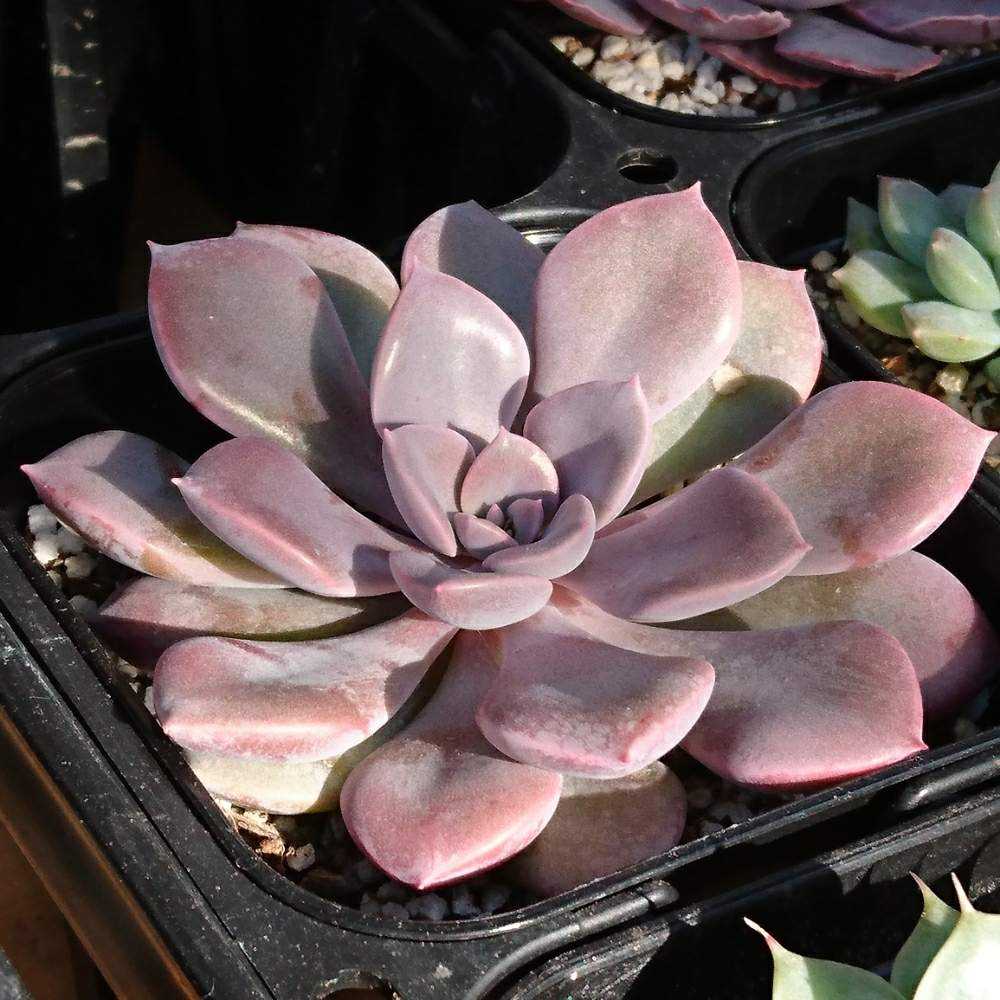 101 デビーの生長記録 Vol.1 2022.03.19結｜🍀GreenSnap（グリーン