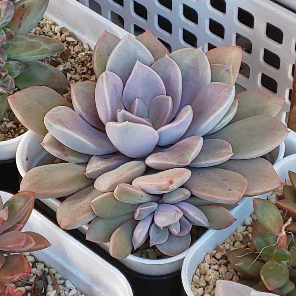 紅頬美人錦さくら班 多肉植物 パキフィツム